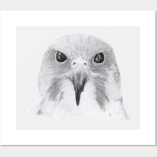 Peregrine Falcon Posters and Art